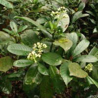 Psychotria nigra var. nigra
